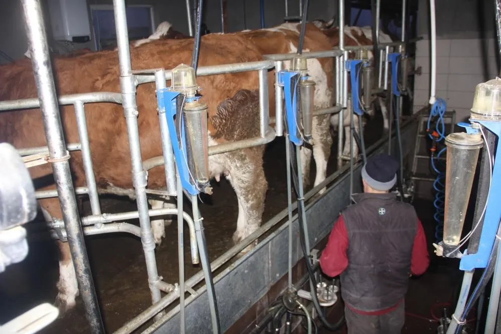 Ticari inek sütü miktarı yüzde 12,8 arttı