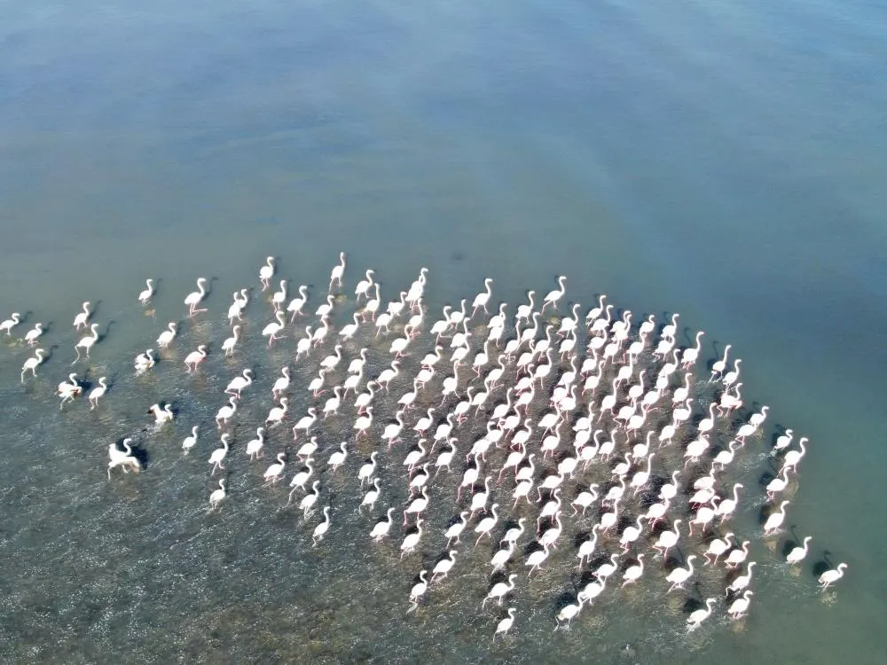 Flamingolar artık kışın da Van Gölü havzasında 