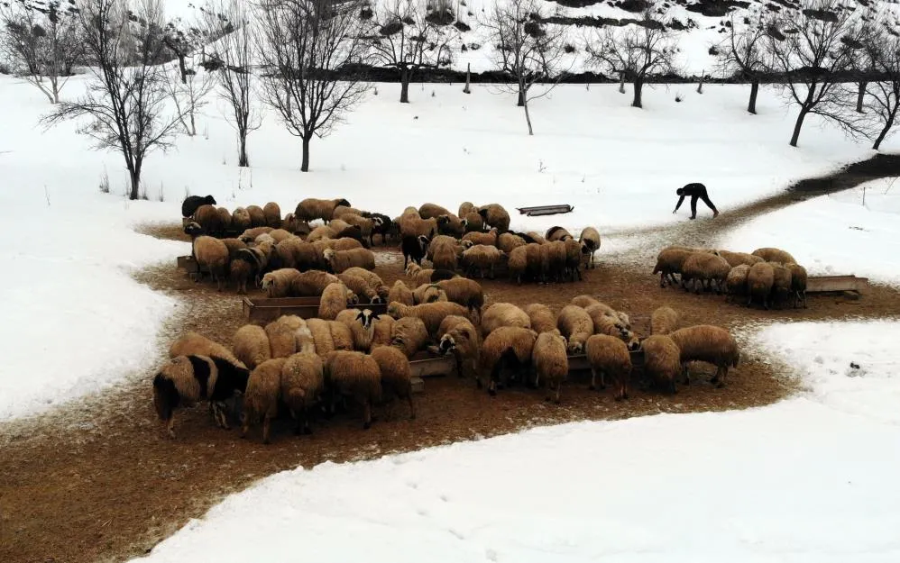 Koyunların kuzulama dönemi başladı