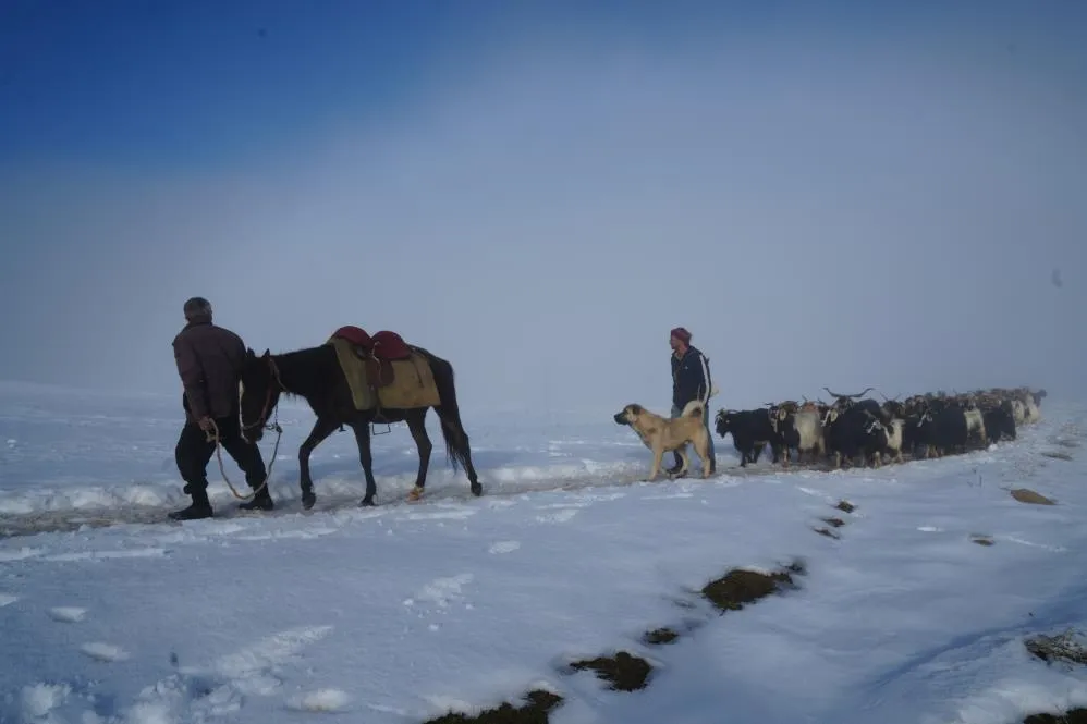 Keçi sürüsünün kar üzerinde zorlu yolculuğu
