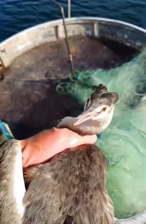 Tunceli’de ağa takılan balıkçıl kurtarıldı