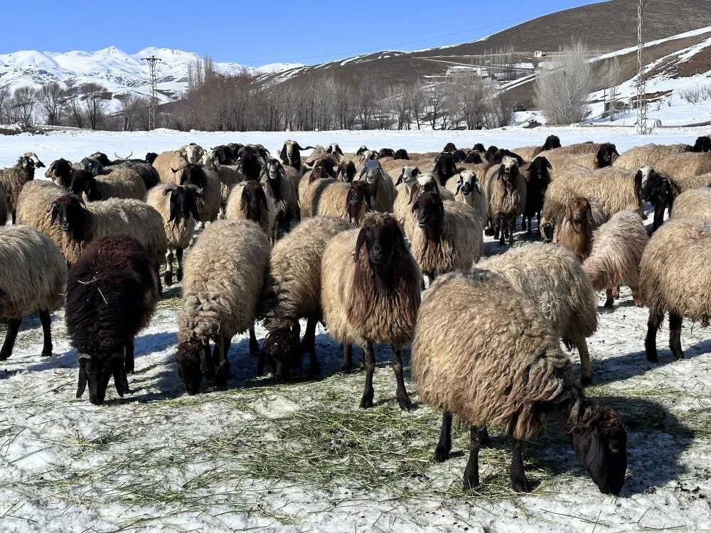 Yüksekova’da ithal çoban dönemi