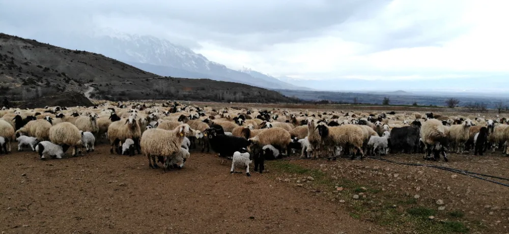 Koyun ve kuzuların buluşması