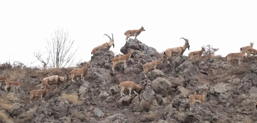 Bingöl’de dağ keçisi sürüsü görüntülendi