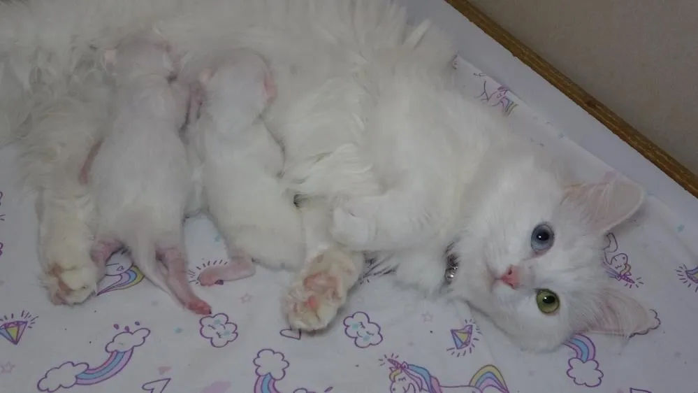 Van kedisi ‘Mia’ üçüncü kez anne oldu