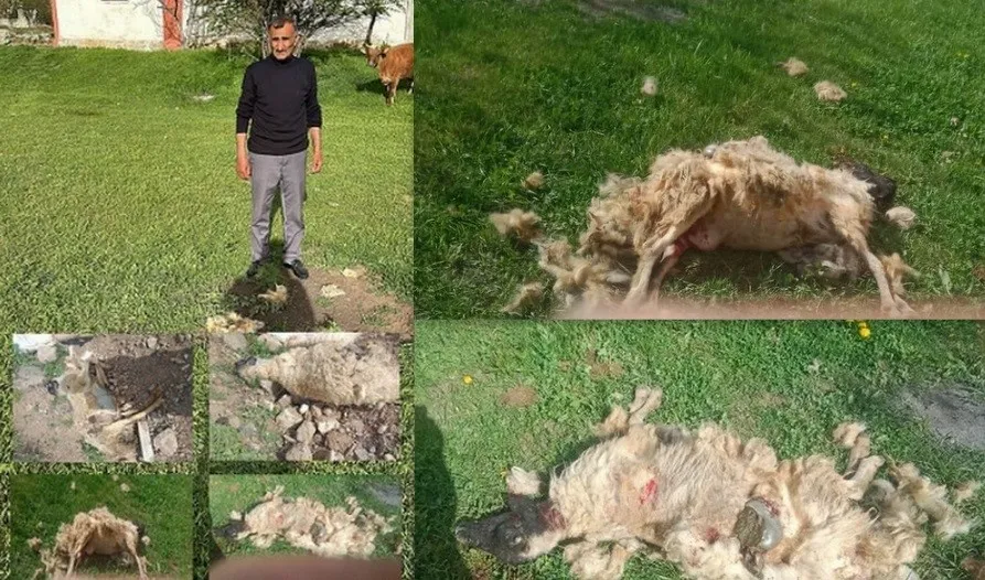 Köpeklerin saldırdığı 7 koyun telef oldu