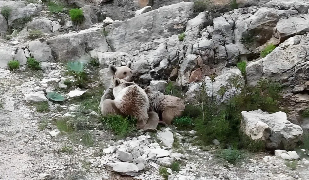 Anne ayı, yavrularını emzirirken görüntülendi