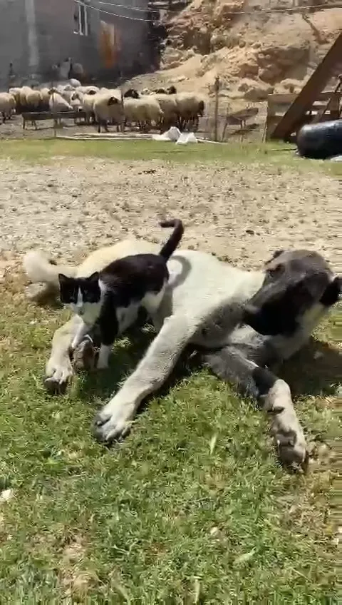 Kedi ile kangalın dostluğu
