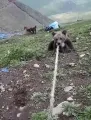Yavru ayıyı kurtarma operasyonu