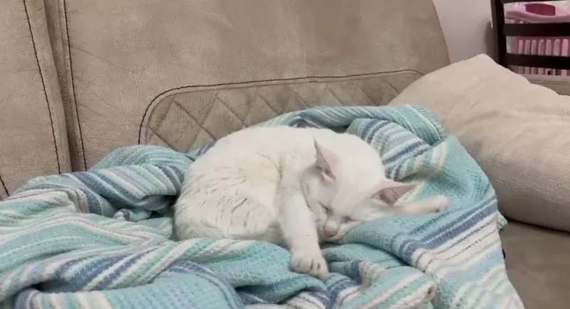 Uzmandan evcil hayvanlarda aşı uyarısı