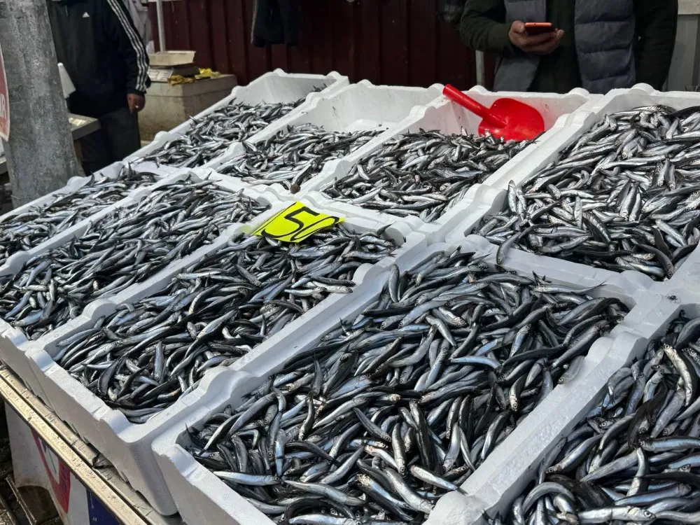 Zonguldak’ta hamsi 150 liradan alıcı buldu