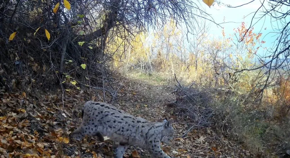 Ormanın Hayaleti vaşak Erzincan’da görüntülendi