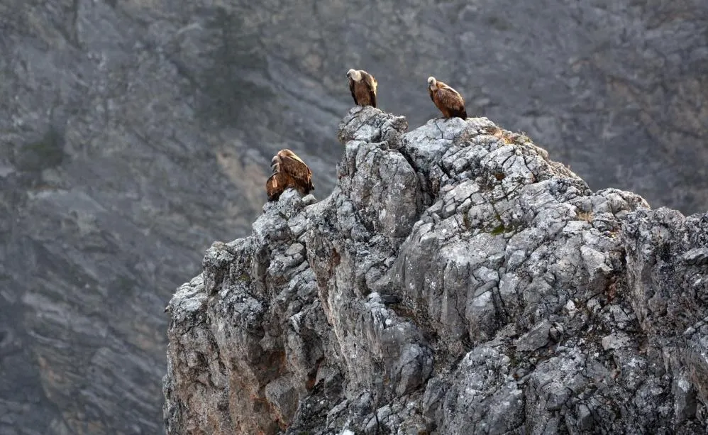 Kemaliye’de göçmen akbabalar görüntülendi