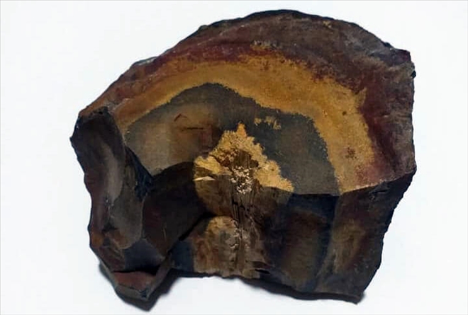  Erzurum´da Fosil Ağaç Ormanı Keşfedildi!