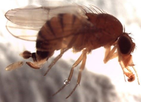 Sirke Sineği ile mücadele zamanı