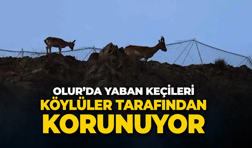 Olur’da yaban keçileri köylüler tarafından korunuyor