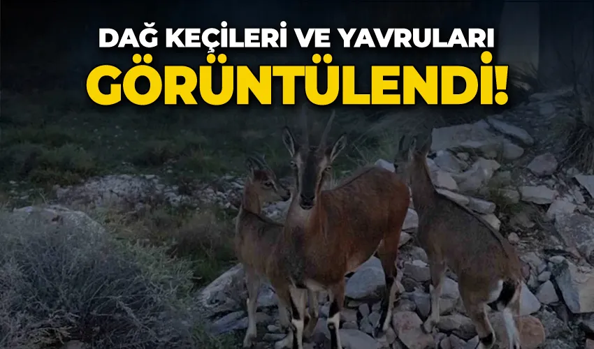 Dağ keçileri ve yavruları görüntülendi