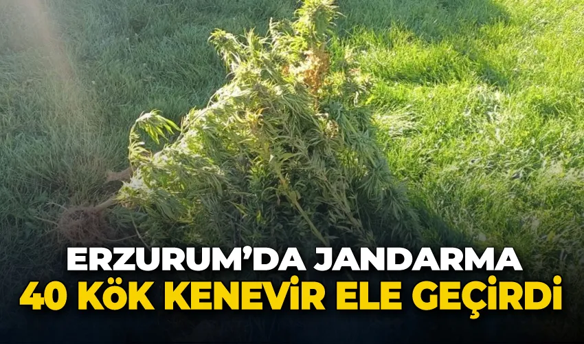 Erzurum’da jandarma 40 kök kenevir ele geçirdi