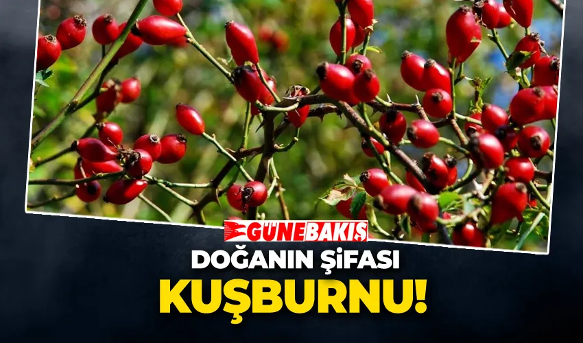 Doğanın Şifası Kuşburnu! Tüketiminde Dikkat Edilmesi Gerekenler