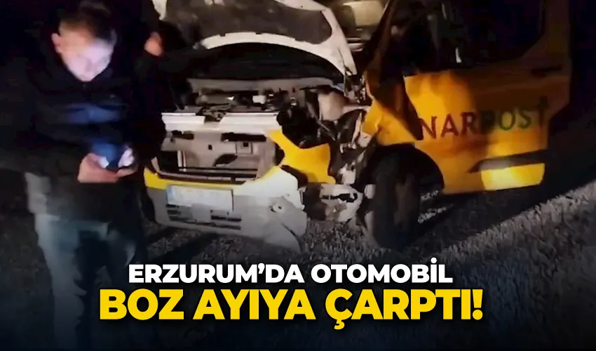 Otomobil boz ayıya çarptı