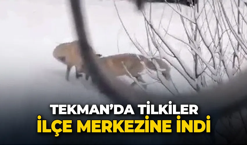 Tilkiler ilçe merkezine indi