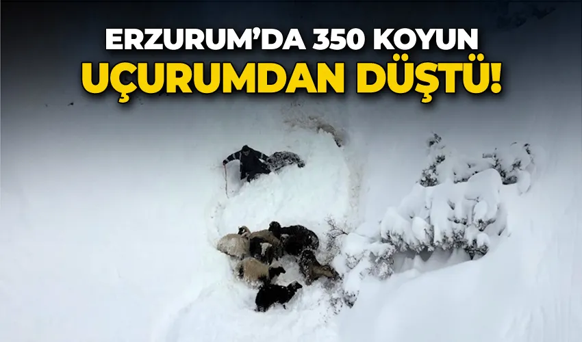 Erzurum’da 350 koyun uçurumdan düştü