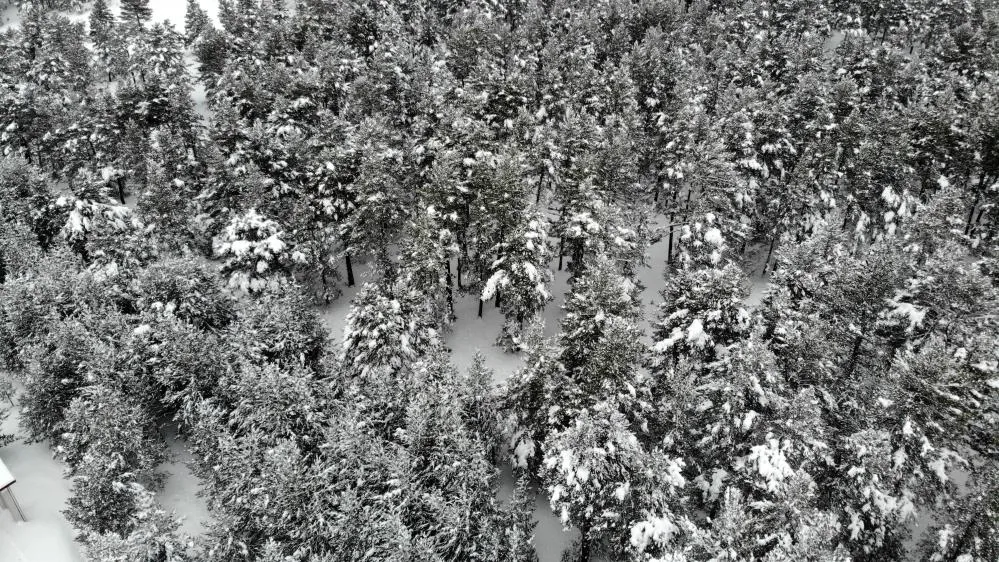 Sarıçam ormanları görsel şölen sunuyor