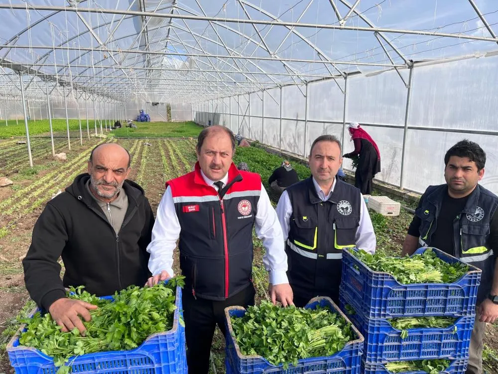 Erzincan’da kışlık sebze hasadı başladı