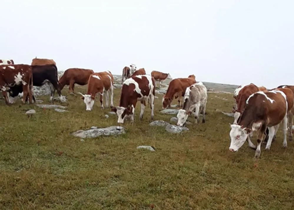 Hayvan hırsızları, jandarmadan kaçamadı