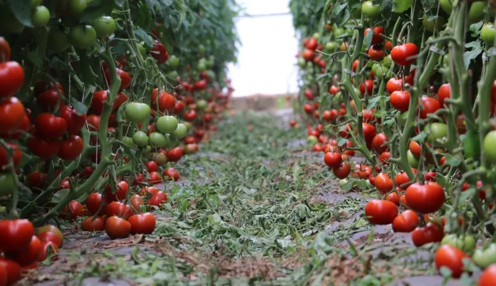 700 ton domates hasadı yapıldı