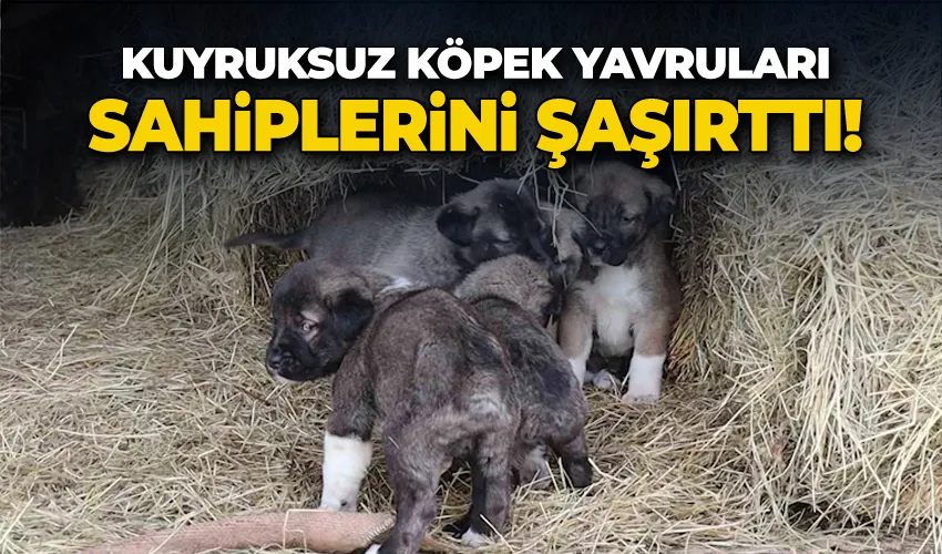 Kuyruksuz köpek yavruları sahiplerini şaşırttı