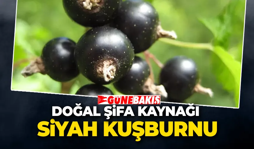 Doğal Şifa Kaynağı Siyah Kuşburnu 