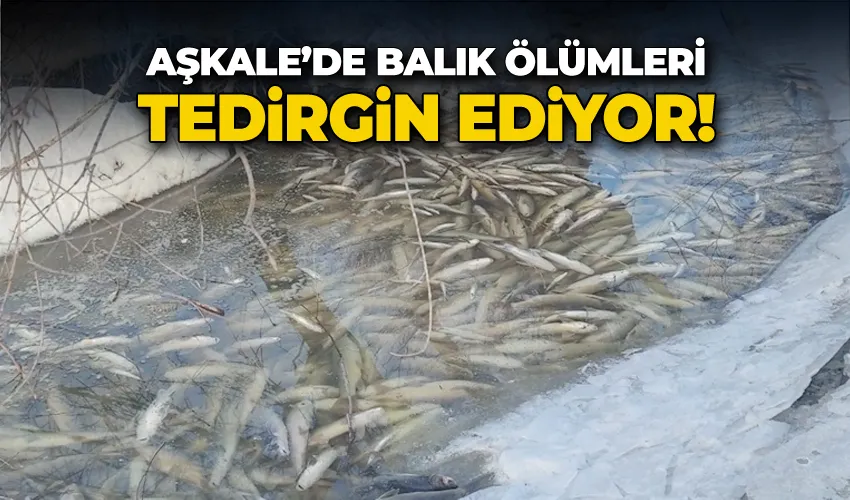 Aşkale’de balık ölümleri