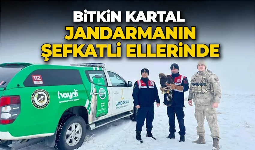 Bitkin kartal jandarmanın şefkatli ellerinde