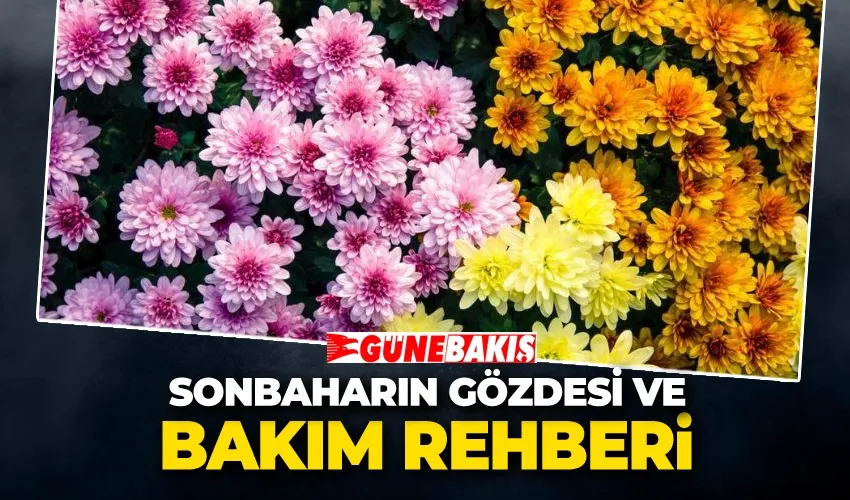 Kasımpatı Çiçeği: Sonbaharın Gözdesi ve Bakım Rehberi