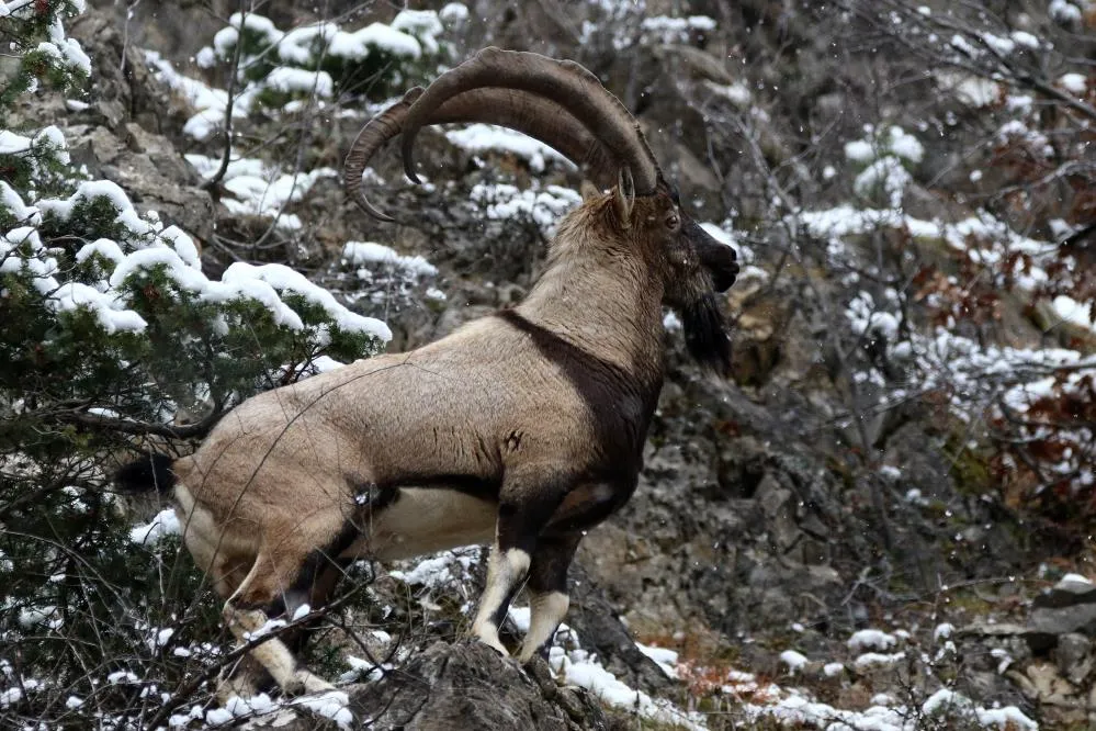 Erzincan