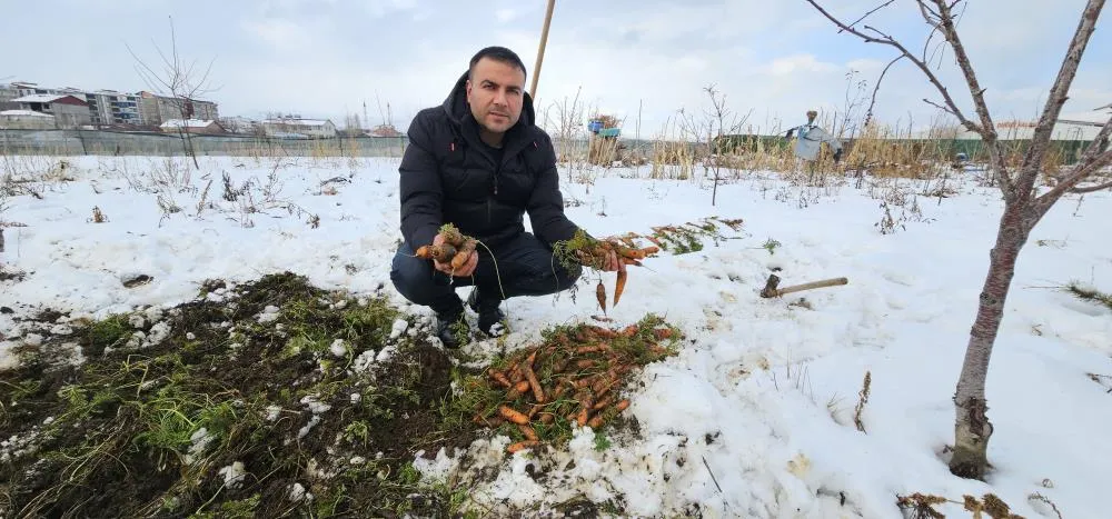 Kar altındaki havuçların hasadı yapıldı