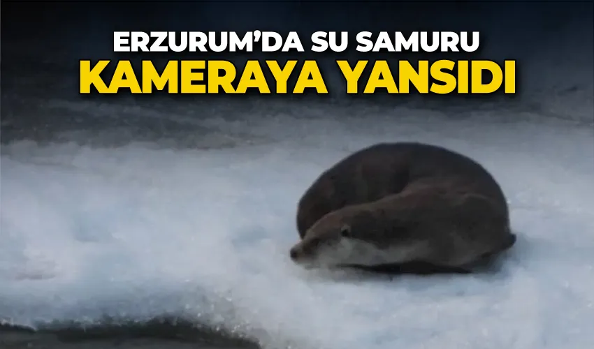 Erzurum’da su samuru kameraya yansıdı