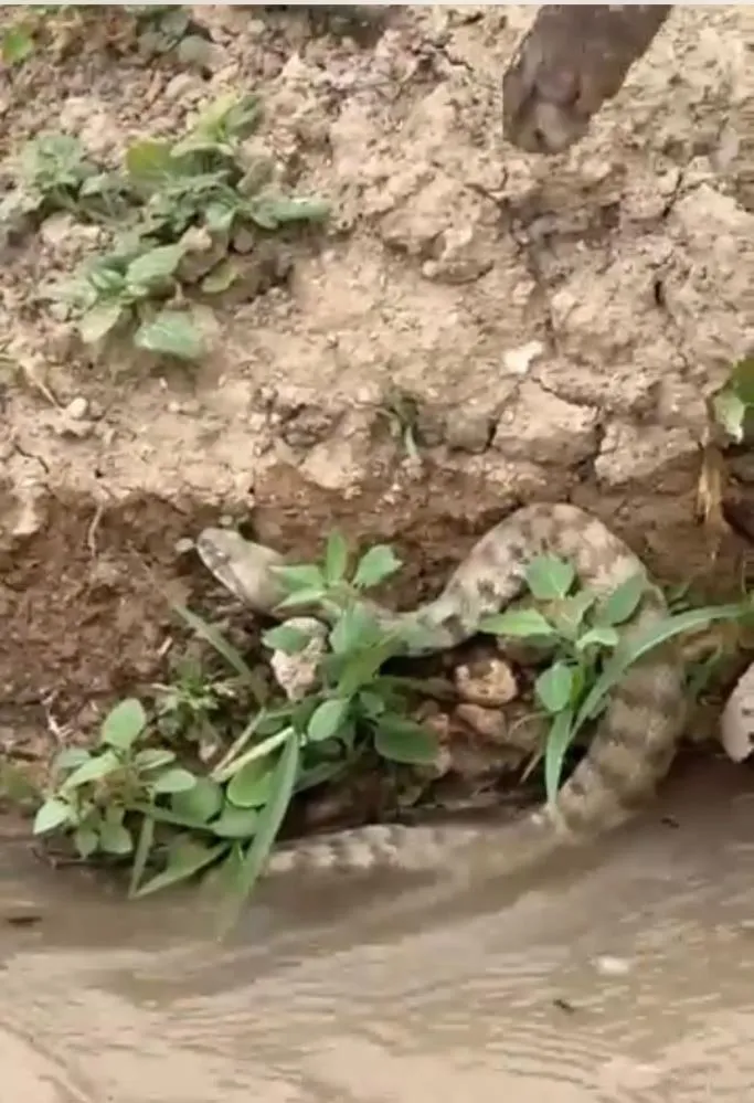 Koca engerek yılanı görüntülendi