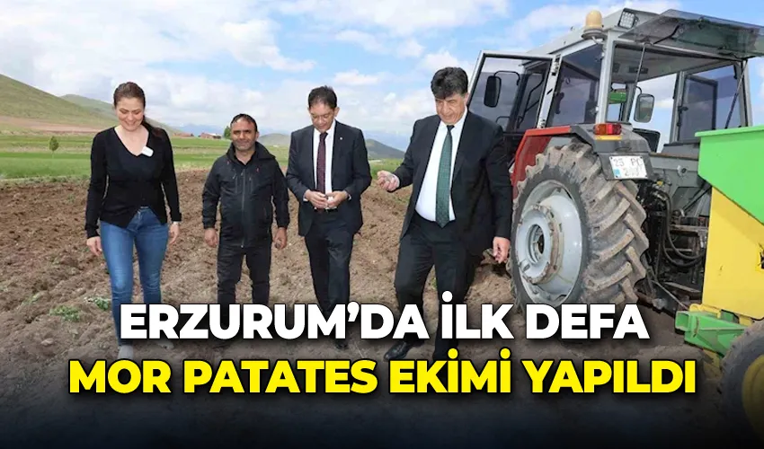 Erzurum’da ilk defa mor patates ekimi yapıldı