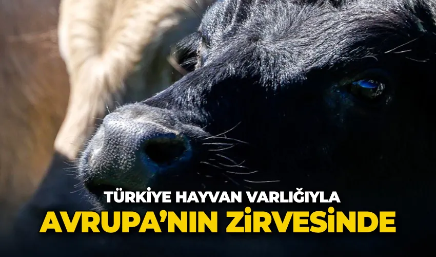 Türkiye hayvan varlığıyla Avrupa’nın zirvesinde