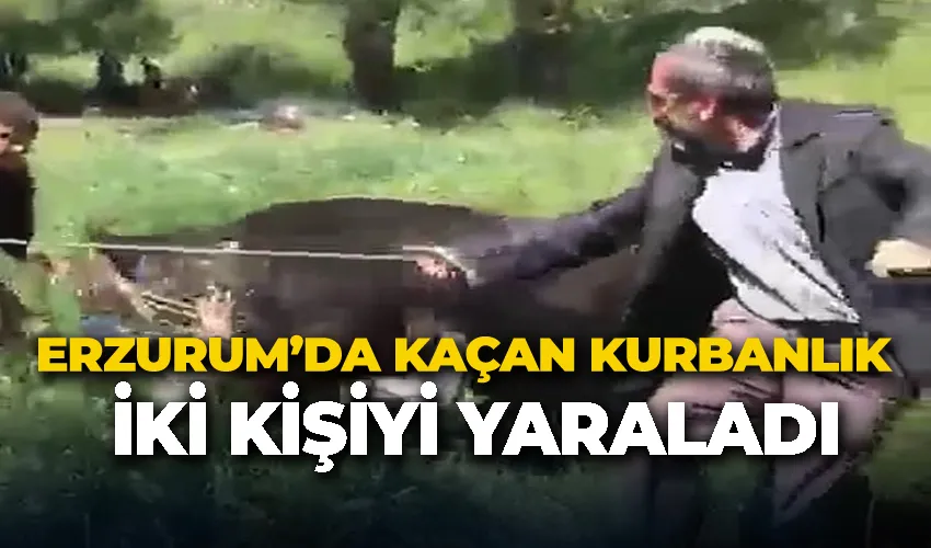 Erzurum’da kaçan kurbanlık iki kişiyi yaraladı