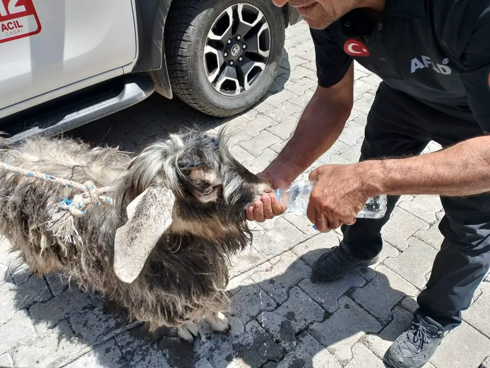 Kurbanlık keçiyi AFAD ekipleri kurtardı