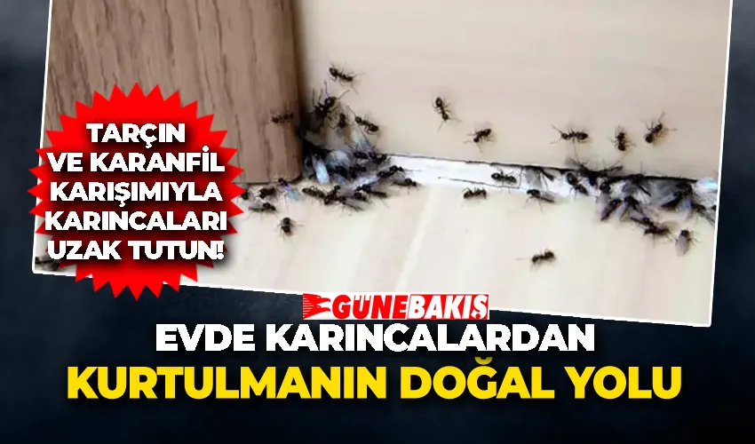 Tarçın ve karanfil karışımıyla karıncaları uzak tutun!