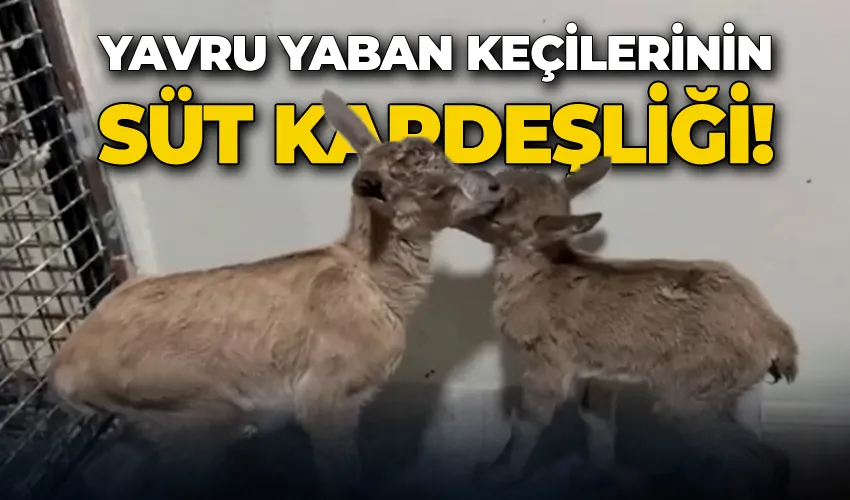 Yavru yaban keçilerinin süt kardeşliği