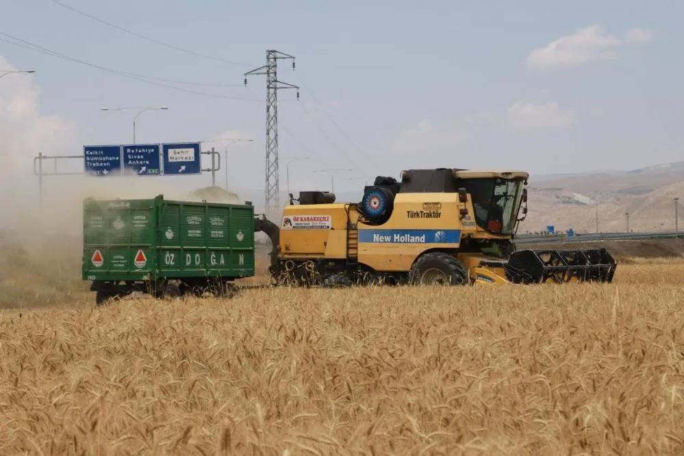 Hububat tarlalarında hasat başladı