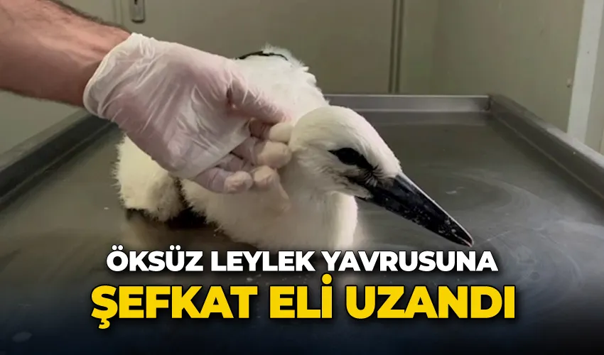 Öksüz leylek yavrusuna şefkat eli uzandı