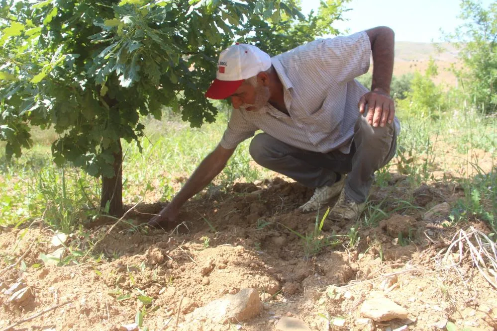 Trüf mantarı ekmişti, ilk hasadını yaptı