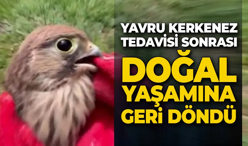 Yavru kerkenez tedavisi sonrası doğal yaşamına geri döndü