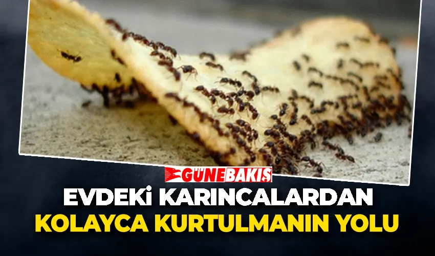 Evdeki Karıncalardan Kolayca Kurtulmanın Yolu: KARINCA KOVAN Yöntemi